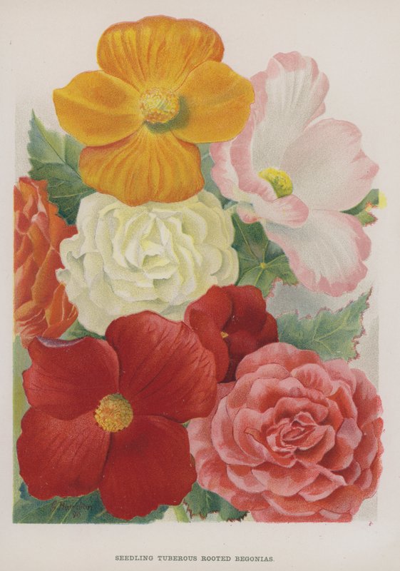 Seedling Tuberous Rooted Begonias  by Gertrude Hamilton