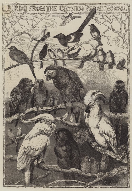 ಕ್ರಿಸ್ಟಲ್ ಪ್ಯಾಲೇಸ್ ನಿಂದ ಬರ್ಡ್ಸ್ ಶೋ ಟರ್ಕಿ by Harrison William Weir