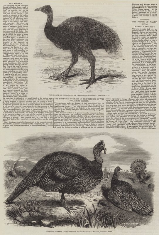 Londra Hayvanat Bahçesindeki Kuşlar by Harrison William Weir