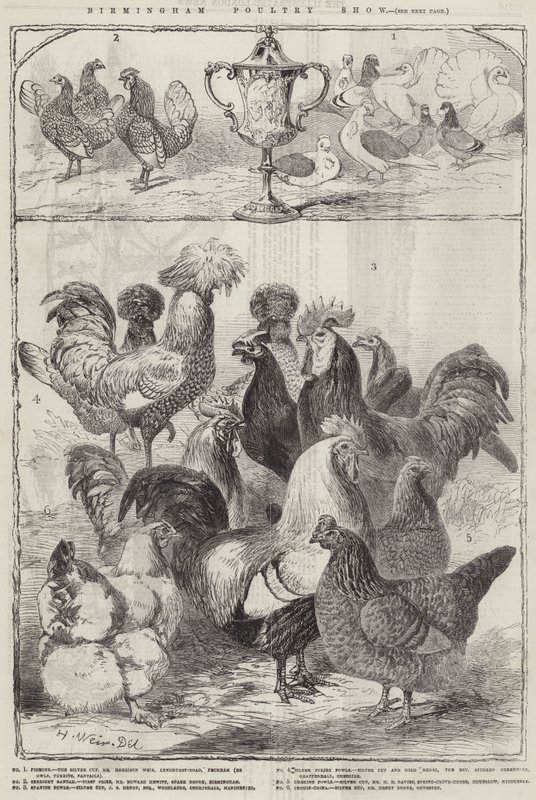 Birmingham Kümes Hayvanları Gösterisi by Harrison William Weir