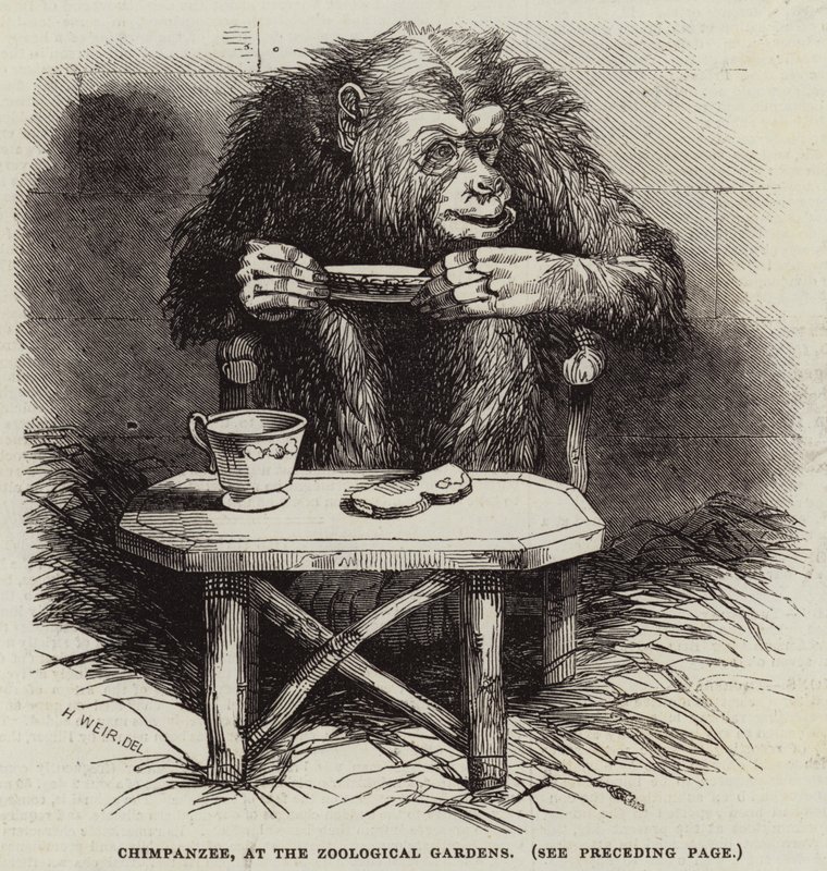Şempanze, Zoolojik Bahçelerde by Harrison William Weir