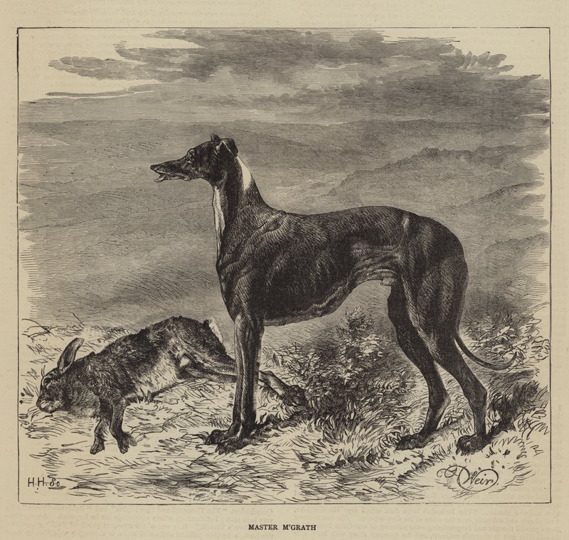 Usta M'Grath by Harrison William Weir