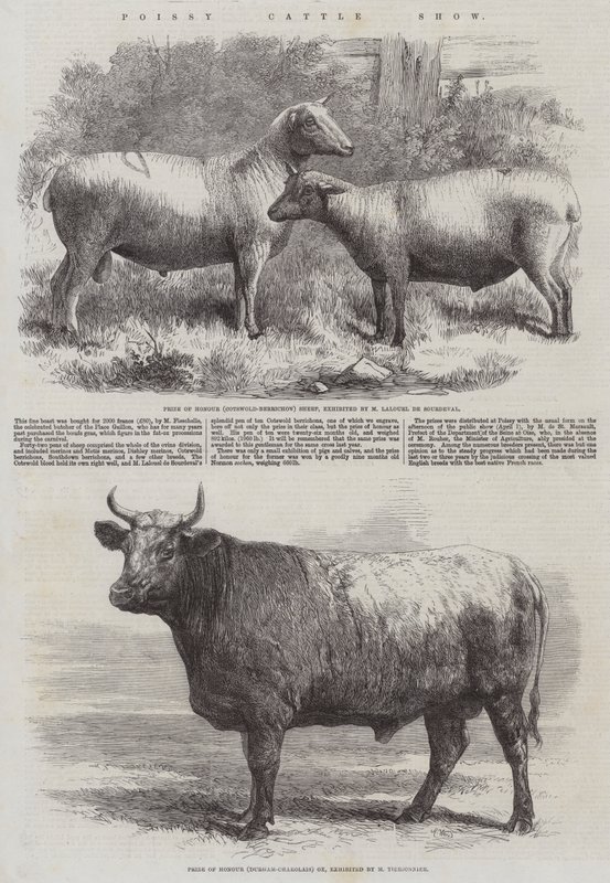 ಪೊಯ್ಸಿ ಕ್ಯಾಟಲ್ ಶೋ ಟರ್ಕಿ by Harrison William Weir