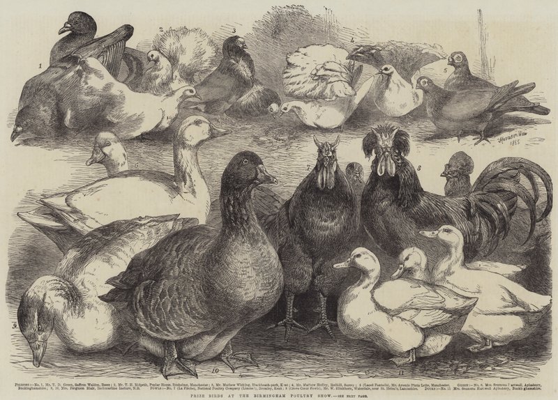 Birmingham Poultry Show