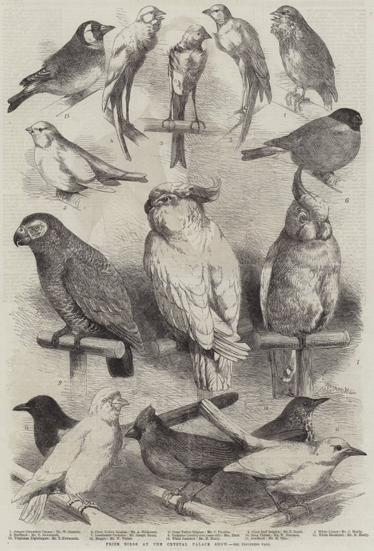 Kristal Saray Gösterisinde Ödüllü Kuşlar by Harrison William Weir