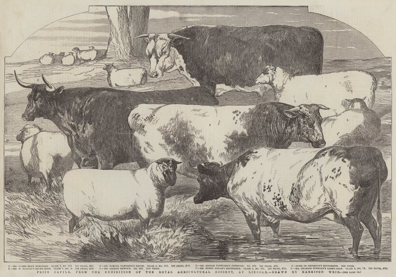 Lincoln Kraliyet Tarım Derneği Sergisinden Ödül Sığır, by Harrison William Weir