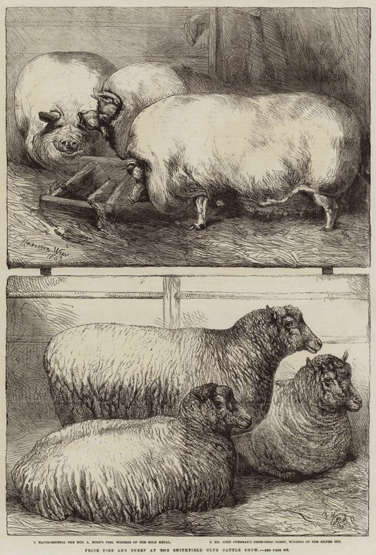 Smithfield Club Sığır Gösterisinde Ödül Domuzlar ve Koyunlar by Harrison William Weir
