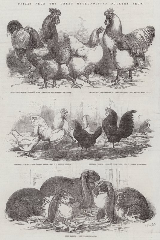 Great Metropolitan Poultry Show