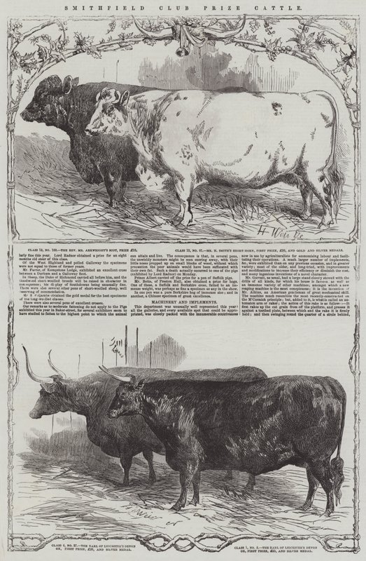 Smithfield Kulübü Ödülü Sığır by Harrison William Weir