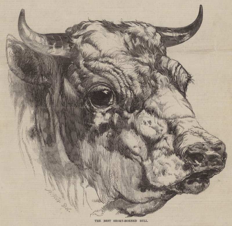 En İyi Kısa Boynuzlu Boğa by Harrison William Weir