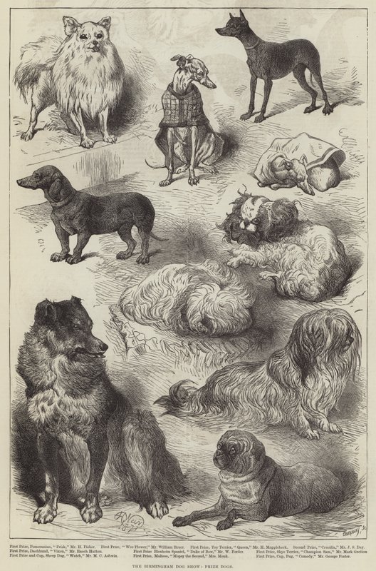 Birmingham Köpek Gösterisi, Ödül Köpekleri by Harrison William Weir