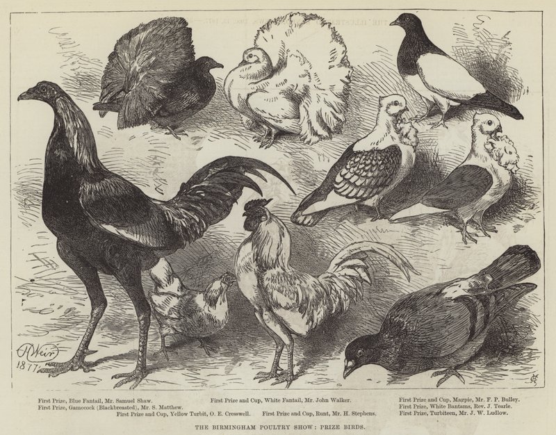 ಬರ್ಮಿಂಗ್ಹ್ಯಾಮ್ ಪೌಲ್ಟ್ರಿ ಶೋ, ಪ್ರೈಜ್ ಬರ್ಡ್ಸ್ ಟರ್ಕ್ by Harrison William Weir