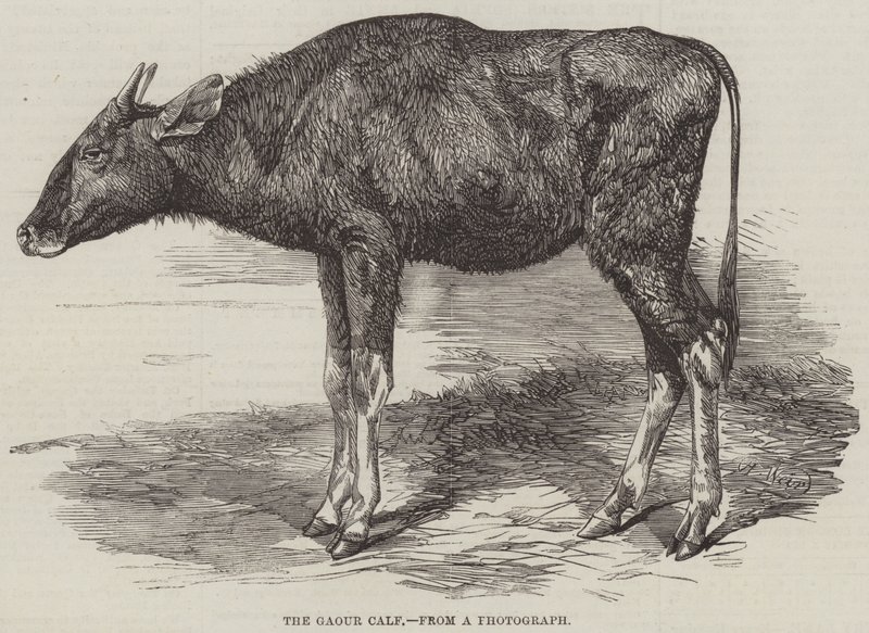 Gaour Buzağı by Harrison William Weir