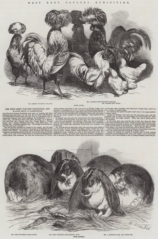 Batı Kent Tavukçuluk Fuarı by Harrison William Weir