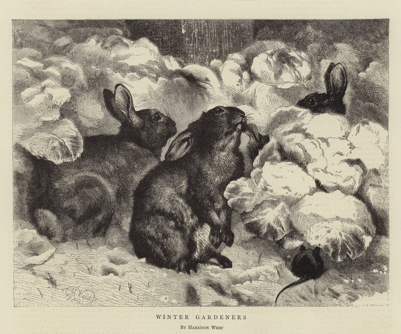 kış bahçıvanları by Harrison William Weir