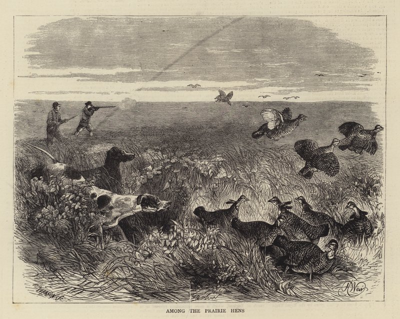Çayır Tavukları Arasında by Harrison William Weir
