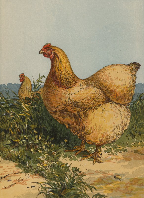 Buff Cochin Hen (kromolitho) by Harrison William Weir