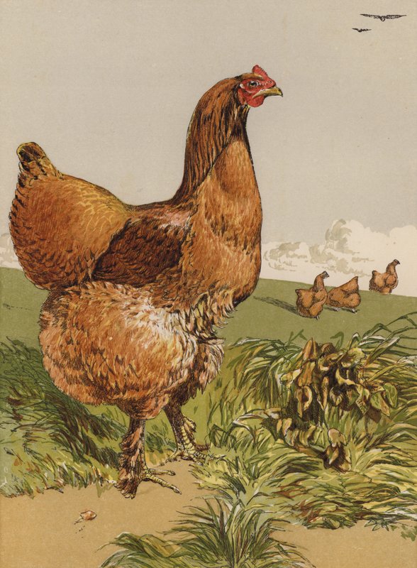 Tarçınlı Cochin Tavuk (chromolitho) by Harrison William Weir