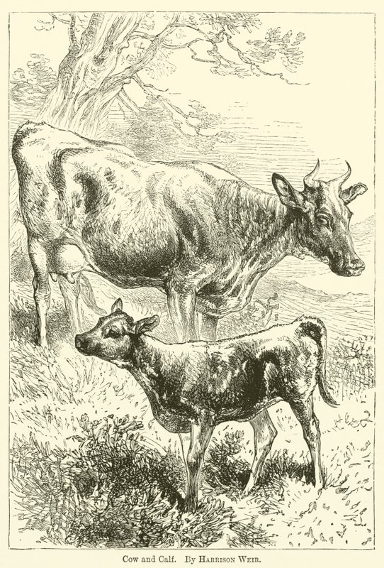 inek ve buzağı by Harrison William Weir
