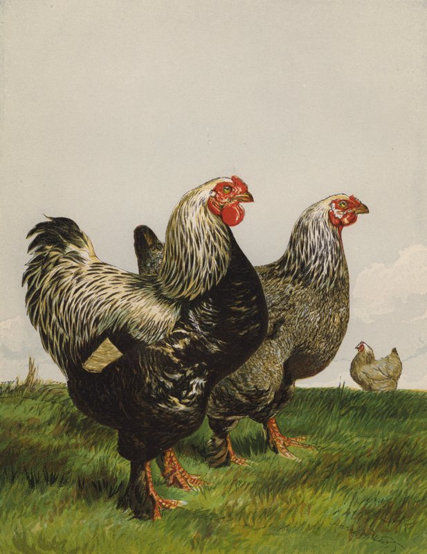 Karanlık Brahmalar (kromolitho) by Harrison William Weir