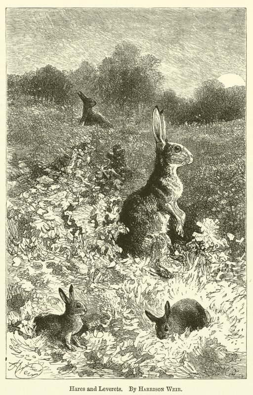 Tavşanlar ve Leveretler by Harrison William Weir
