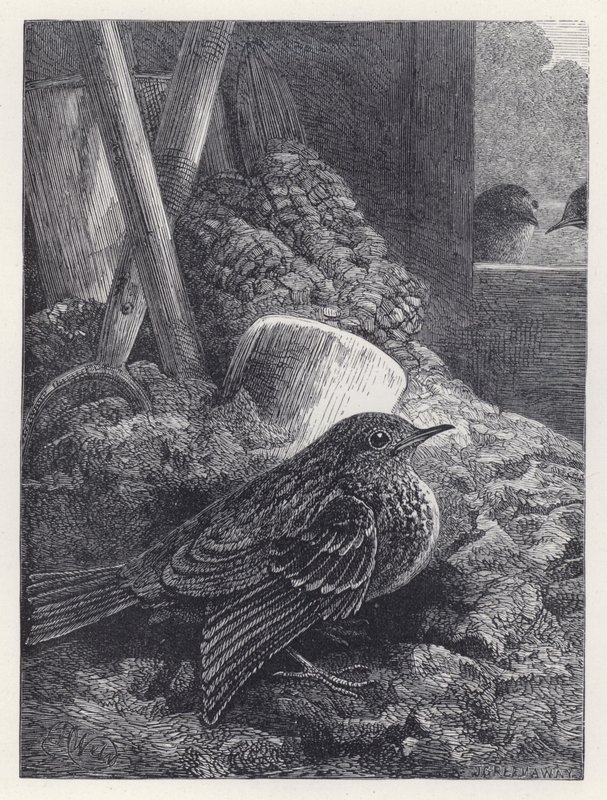 Küçük Robin Güvenli Bir Yerde (gravür) by Harrison William Weir