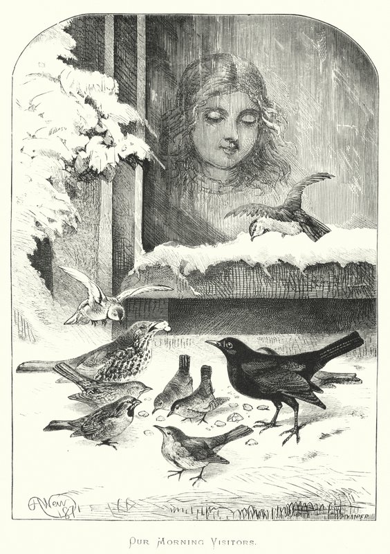 Sabah Ziyaretçilerimiz by Harrison William Weir