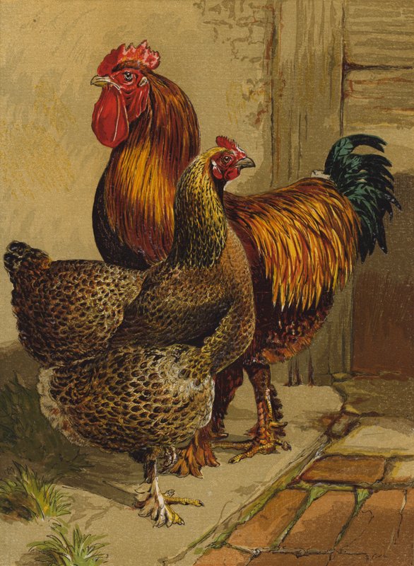 Keklik Cochins (chromolitho) by Harrison William Weir