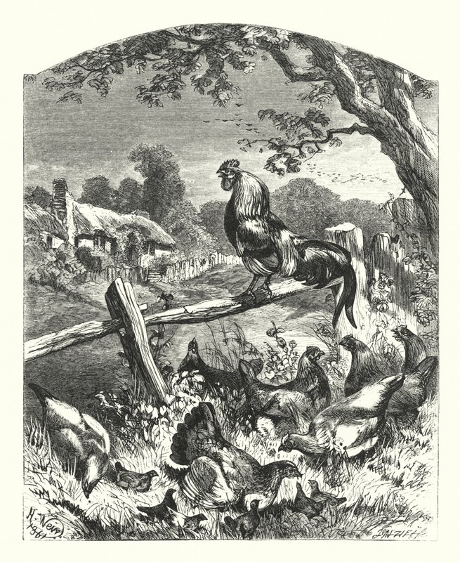 Ülke Hayatına Övgü by Harrison William Weir