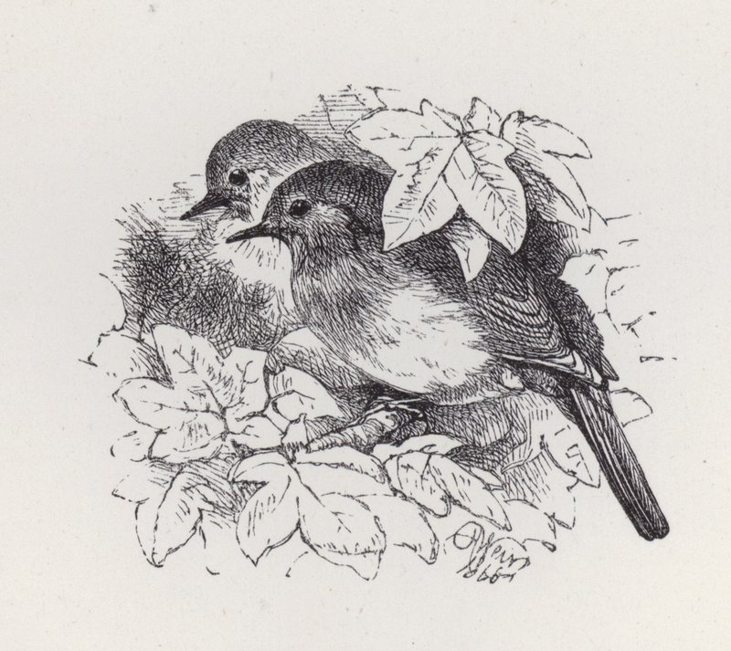 Robins (gravür) by Harrison William Weir
