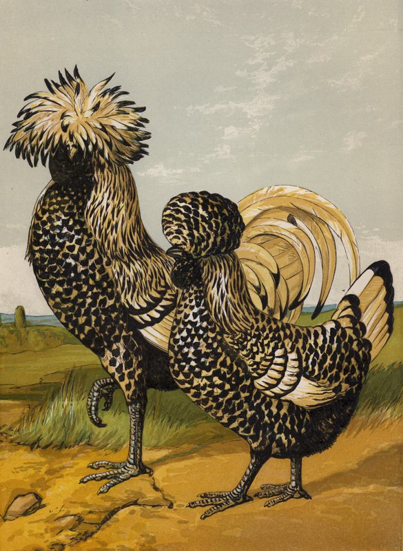 Gümüş Cila (kromolitho) by Harrison William Weir