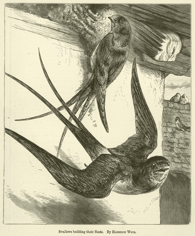 Yuvalarını İnşa Eden Kırlangıçlar by Harrison William Weir