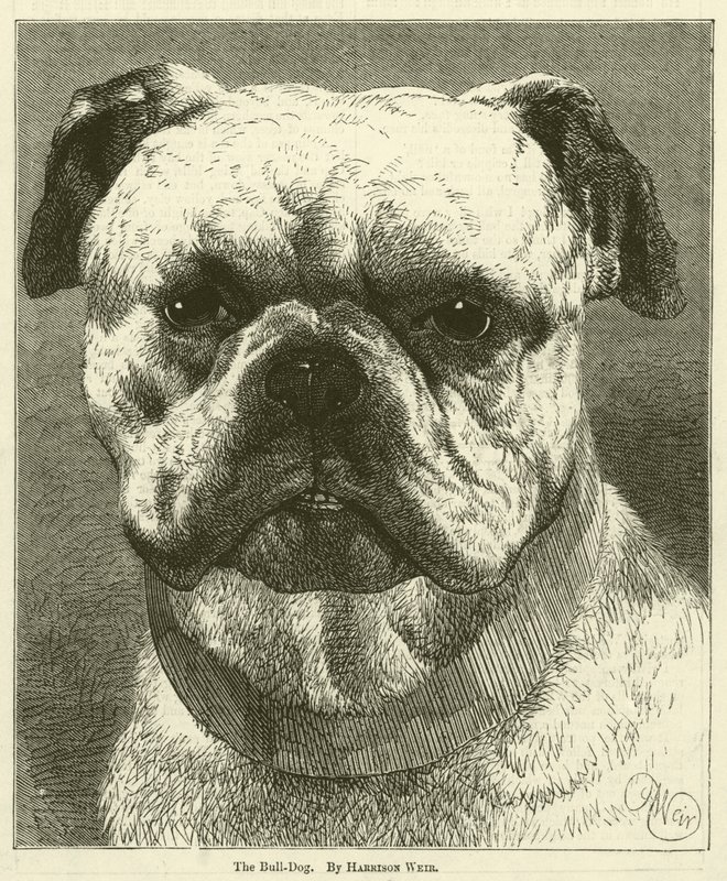 Bull-Köpek by Harrison William Weir