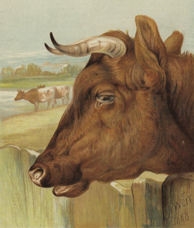 Kreşin Arkadaşı (chromolitho) by Harrison William Weir