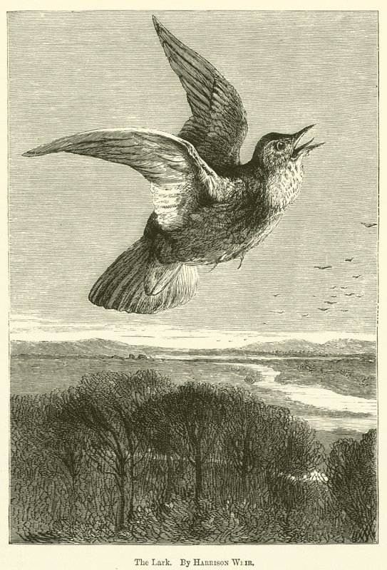 Lark by Harrison William Weir