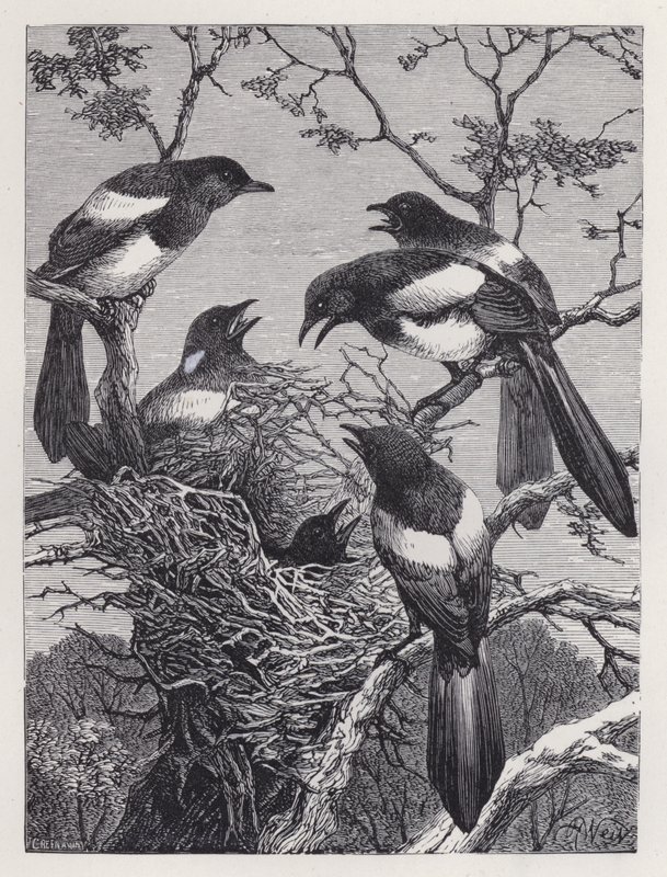 Saksağan ve Yuvaları (gravür) by Harrison William Weir