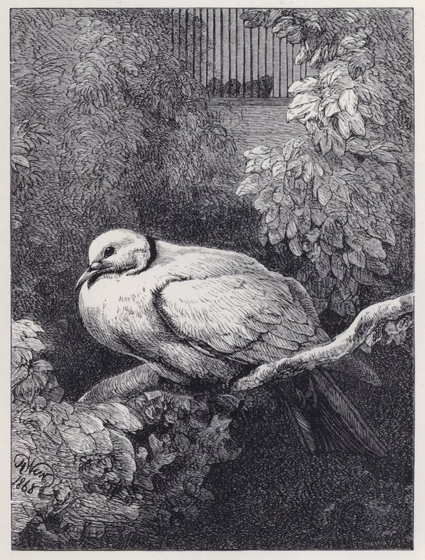 Mutsuz Güvercin (gravür) by Harrison William Weir