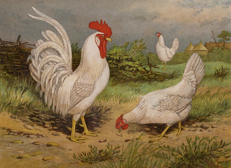 Beyaz Leghorns (chromolitho) by Harrison William Weir