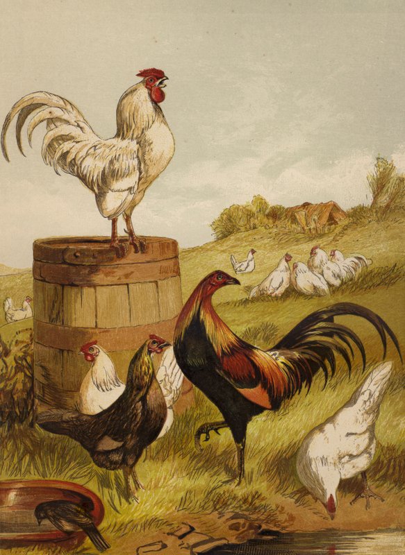 Beyaz ve Av Hayvanları (chromolitho) by Harrison William Weir