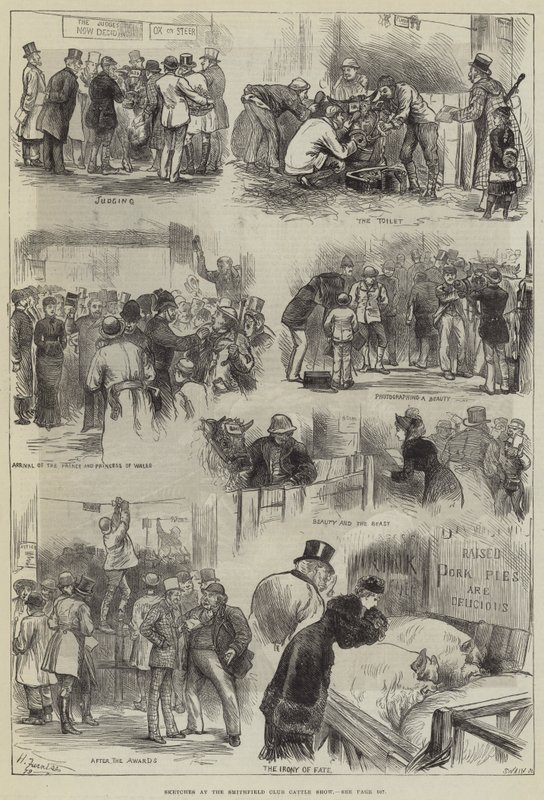Smithfield Club Sığır Şovunda Skeçler by Harry Furniss