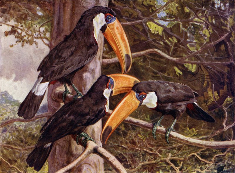 Bir Grup Toco Tukan by Harry Hamilton Johnston