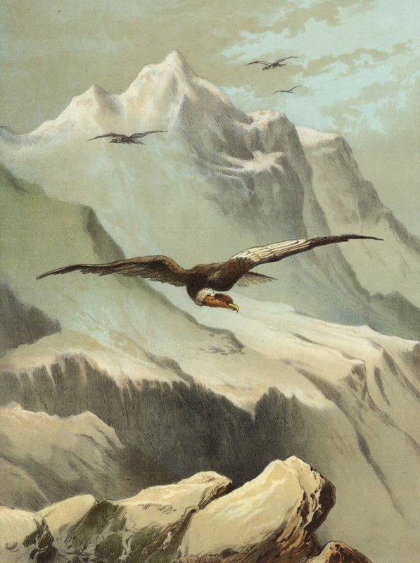 Kondor (kromolitho) by Hector Giacomelli