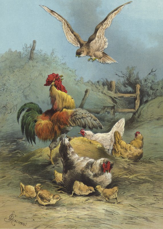 Kanatlı hayvan bahçesindeki şahin (chromolitho) by Hector Giacomelli