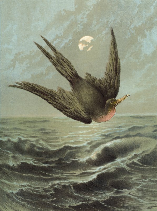Fırkateyn Kuşu (chromolitho) by Hector Giacomelli
