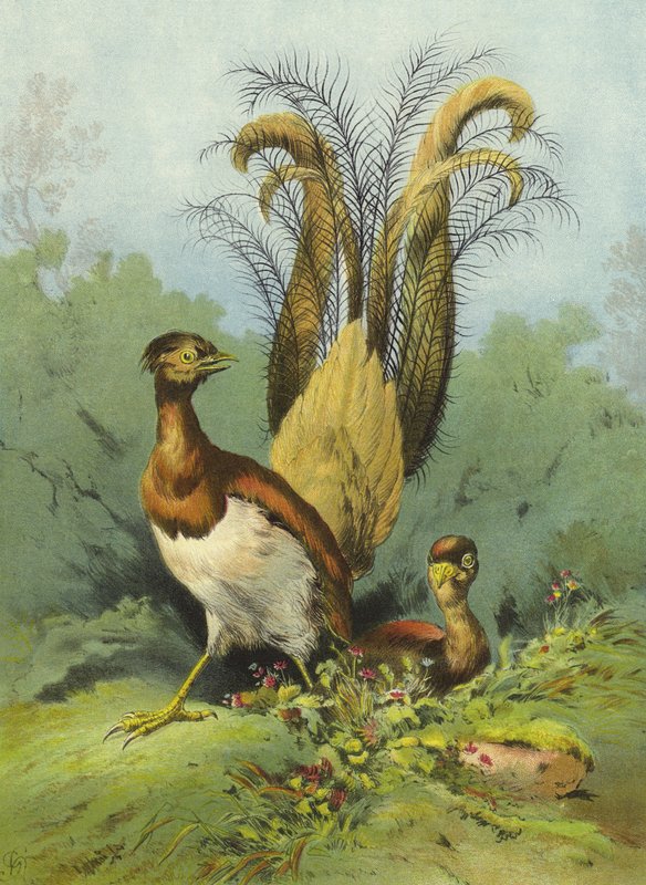 Lir Kuşu (chromolitho) by Hector Giacomelli