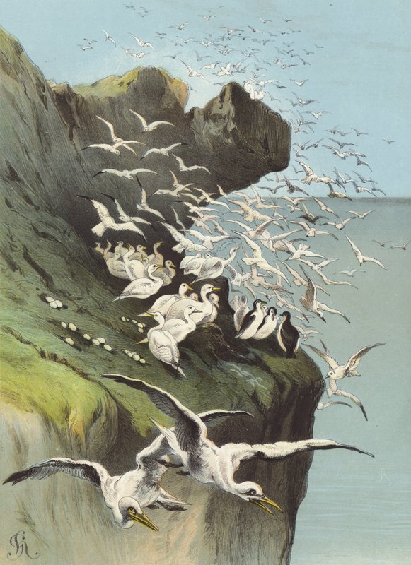 Solan Kazları (chromolitho) by Hector Giacomelli