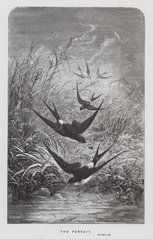 Böcek: Peşinde (gravür) by Hector Giacomelli