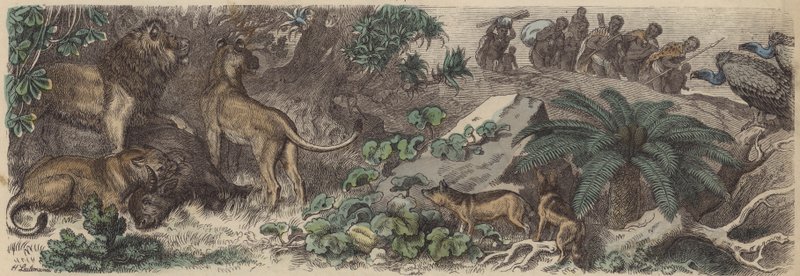 Güney Afrika (renkli gravür) by Heinrich Leutemann