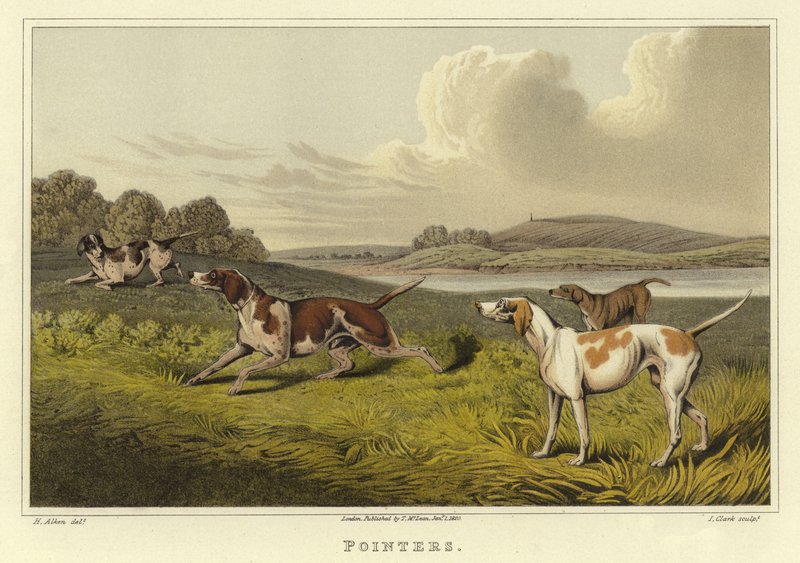ಪಾಯಿಂಟರ್‌ಗಳು (ಕ್ರೊಮೊಲಿಥೊ)ಟರ್ಕ್ by Henry Thomas Alken