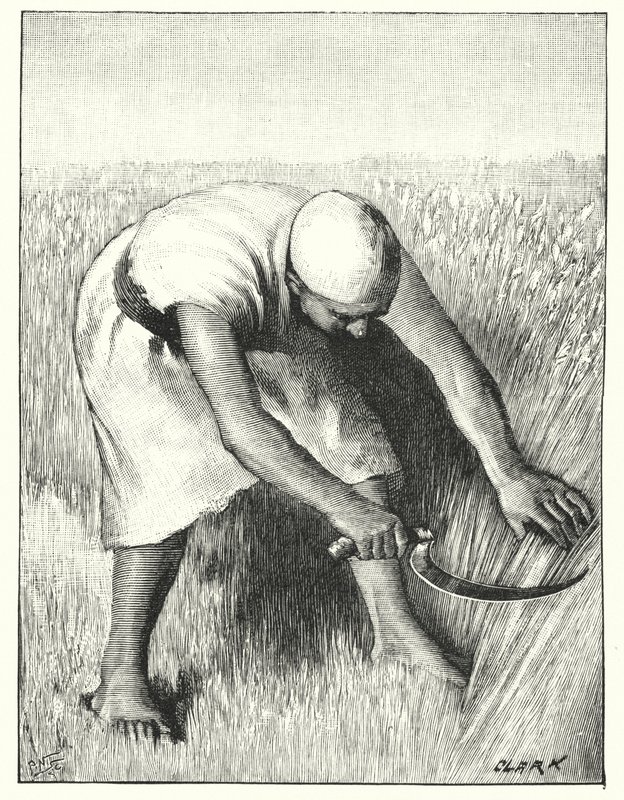 Doğuda Hasat (lito) by Henry Andrew Harper